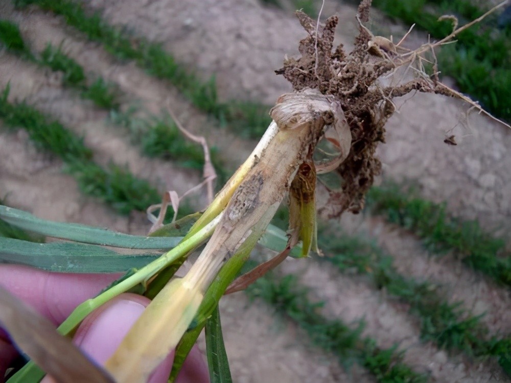 小麦全蚀病发生越来越严重?搞清楚传播方式,及早防控有奇效