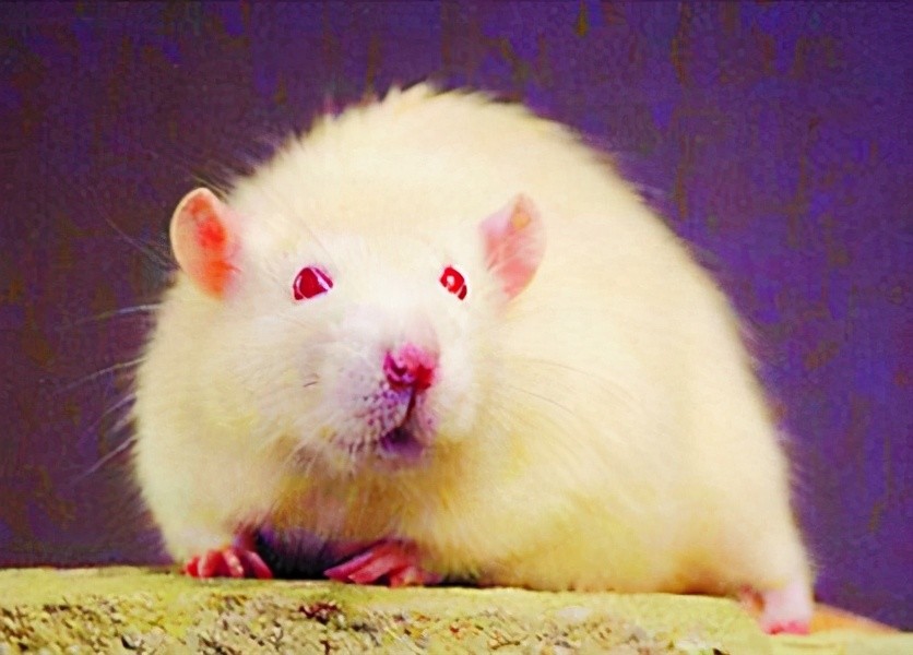 形形色色的克隆动物