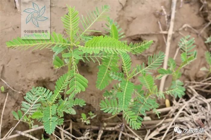 向天蜈蚣见过吗治尿道炎小便尿血毒蛇咬伤