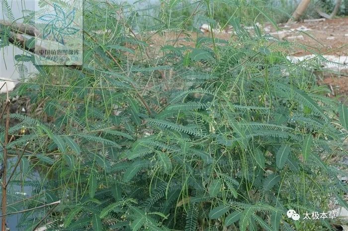 向天蜈蚣见过吗治尿道炎小便尿血毒蛇咬伤