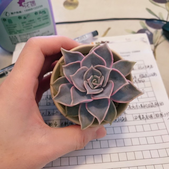 12月 北方白雪皑皑 南宁不过冬 3盆多肉变 美人 腾讯网