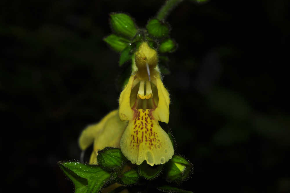 黄花鼠尾草正面