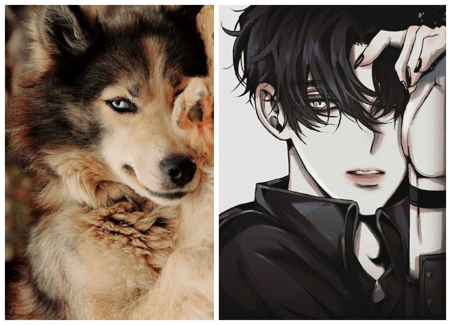 当可爱的小动物拟人化后 脑补了两万字的小说 这只哈士奇我磕了 腾讯新闻