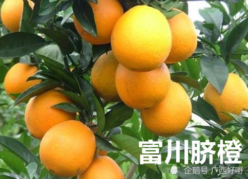 沃柑和脐橙哪个更好种(沃柑跟脐橙哪个糖分高)