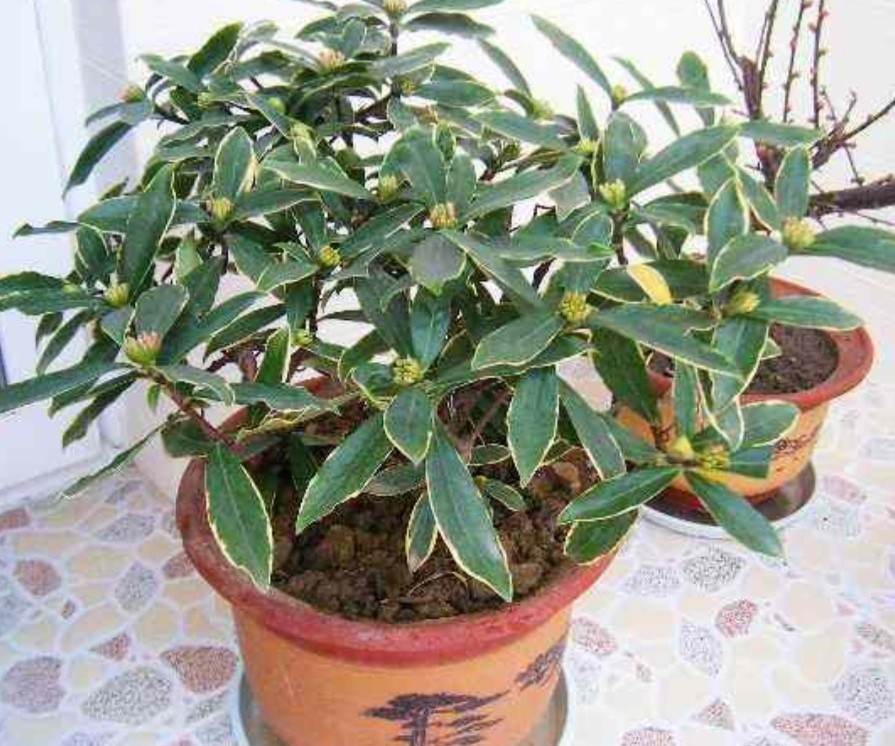金边瑞香孕蕾期,该如何养护,才能顺利开花?
