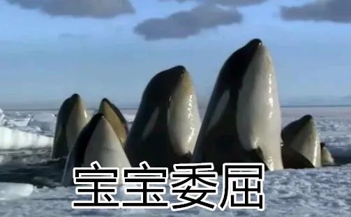 座头鲸为什么老跟虎鲸过不去呢