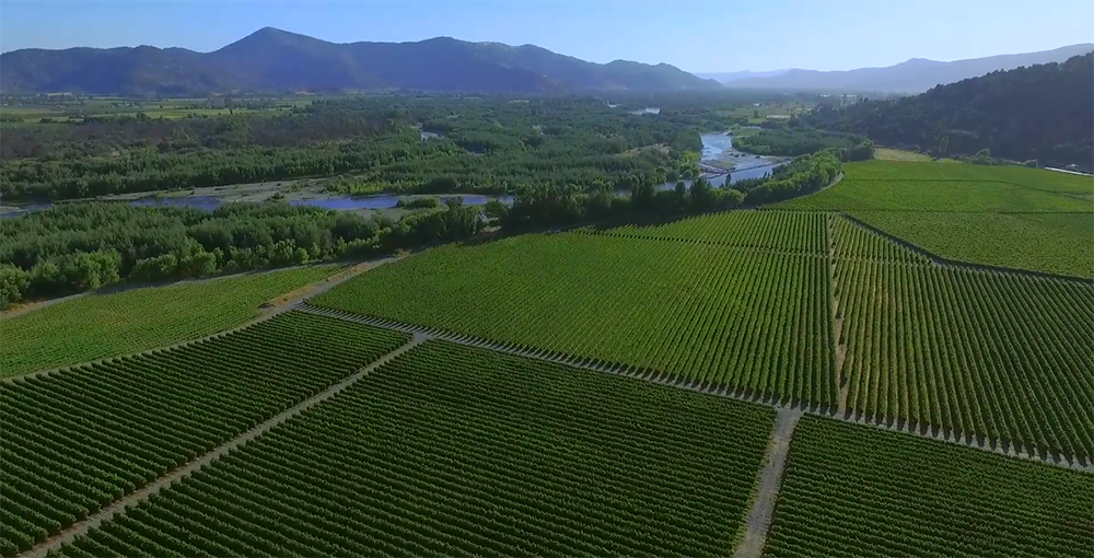 ﹀﹀﹀爱酒之人心头的"白月光"这里便是中央山谷central valley被帕克