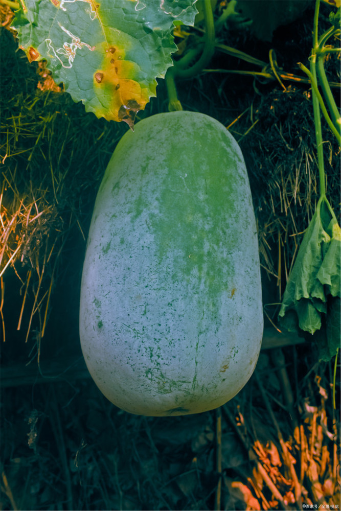 冬瓜之恋冬瓜好吃的几种做法