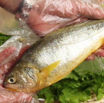 东海捕获400公斤野生黄花鱼,价值近100万元,渔民感叹20年首次