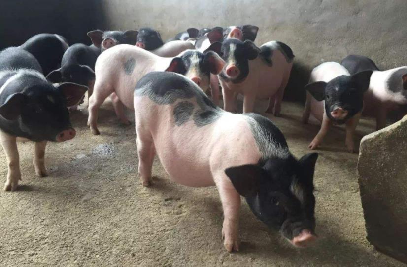 农村的"花姑娘"几乎不见,难道冤枉80后了?