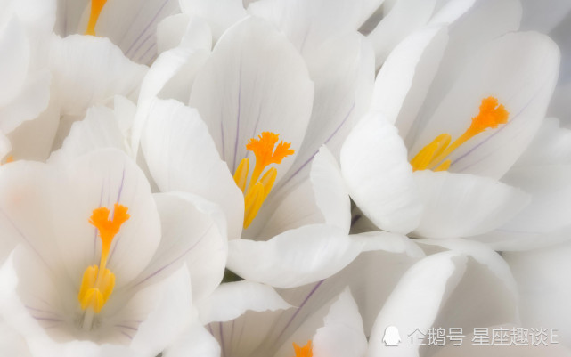 12月3日星座运势 金牛深思熟虑 天秤相处融洽 射手积极向上 射手座 天秤座 金牛座 星座运势