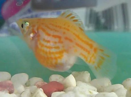 玛丽鱼判断腹水