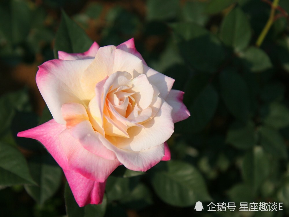 12月3日 7日星座运势 白羊抓住机会 狮子保持耐心 水瓶头脑清醒 腾讯新闻