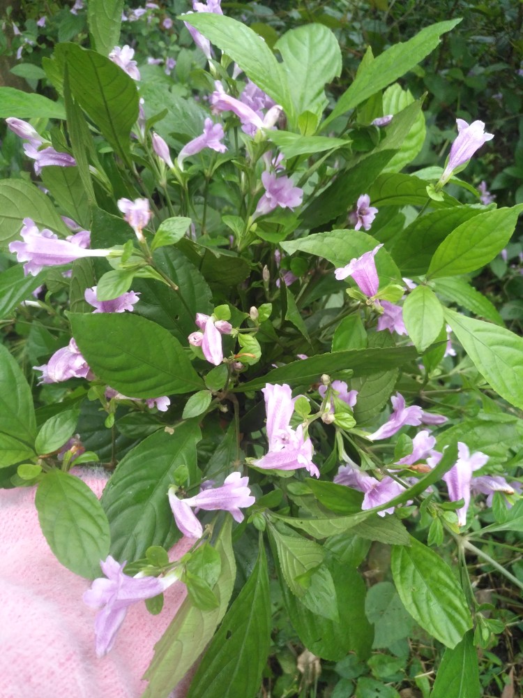 妹子山上找到这棵植物板蓝,对妈妈的白头发有帮助,赶紧摘回家_腾讯