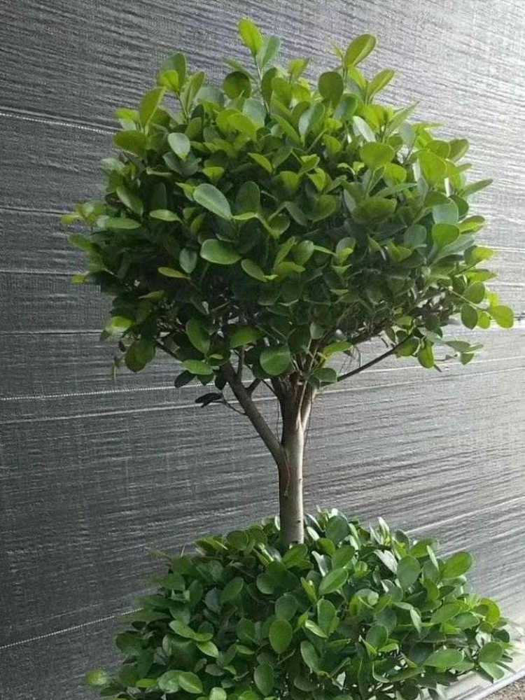 3种有名的小榕树养在家里真不错简单大方有品位