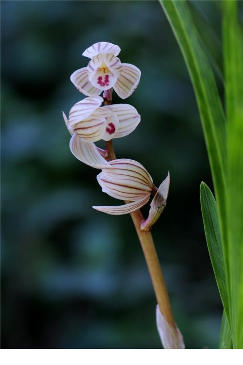 国兰的品种有很多 这6个最为名贵 喜欢兰花的你一定要知道 腾讯网