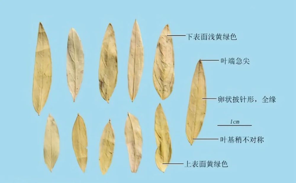 清风典历史上第一桩文字狱