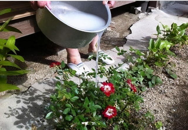6种浇花水,堪称"肥水",养出漂亮花卉