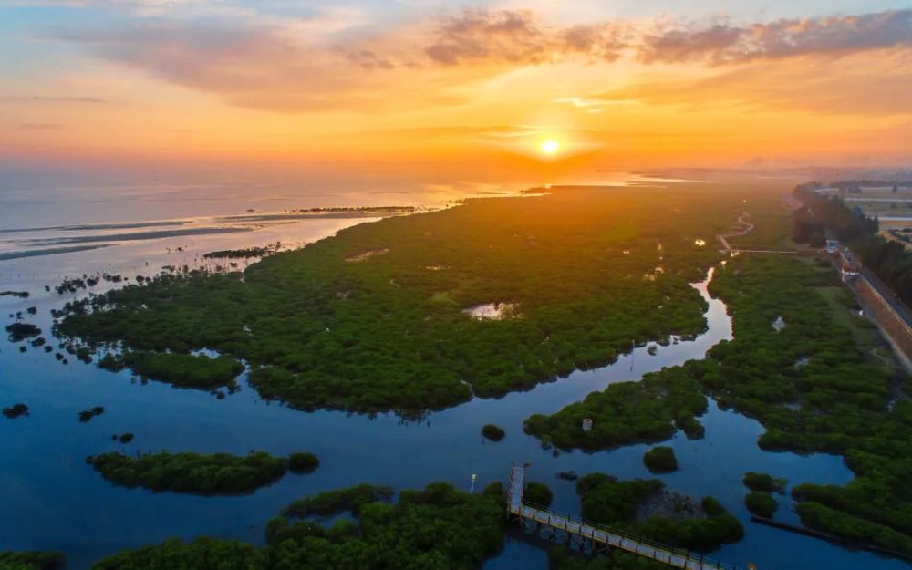 湿地保护红树林修复提速仍有难题待解