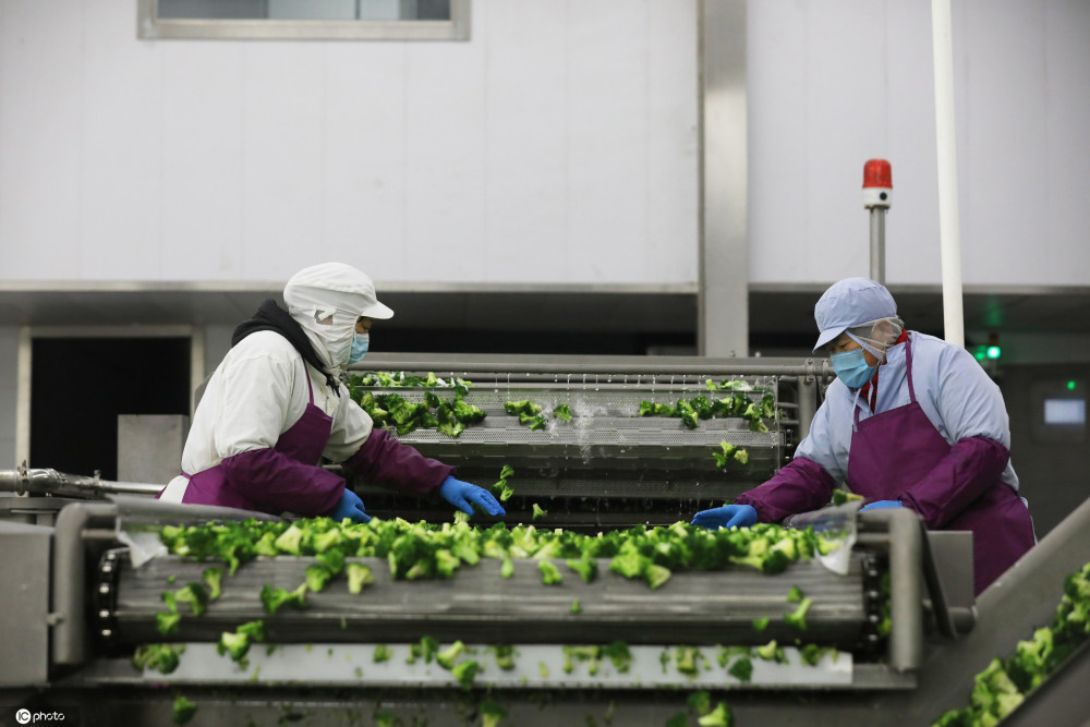 在滨海县一家蔬菜加工企业内,工人在流水线上清洗分拣新鲜的西兰花.