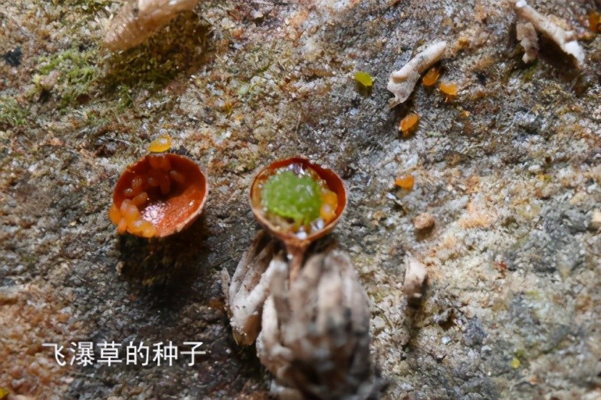 这草好强 卵石上扎根 湍流中生长 腾讯新闻