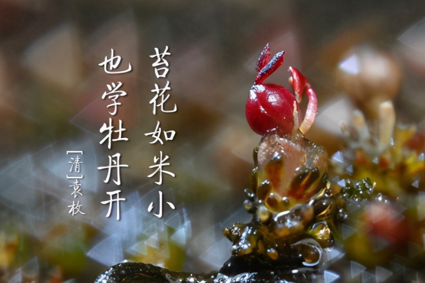 这草好强 卵石上扎根 湍流中生长 腾讯新闻