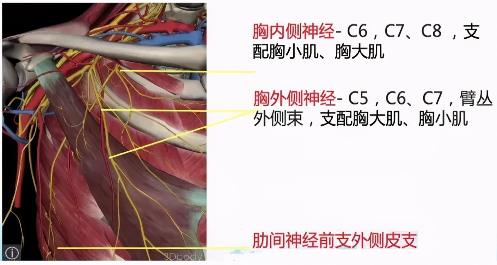 胸部手术区域阻滞方案如何选择 腾讯新闻