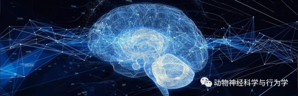 浅析动物痛行为学检测实验方法 2 动物步态分析仪 腾讯新闻