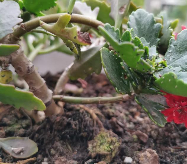 怕室内的盆栽花生虫 就1周喷洒1次 这水 腾讯新闻