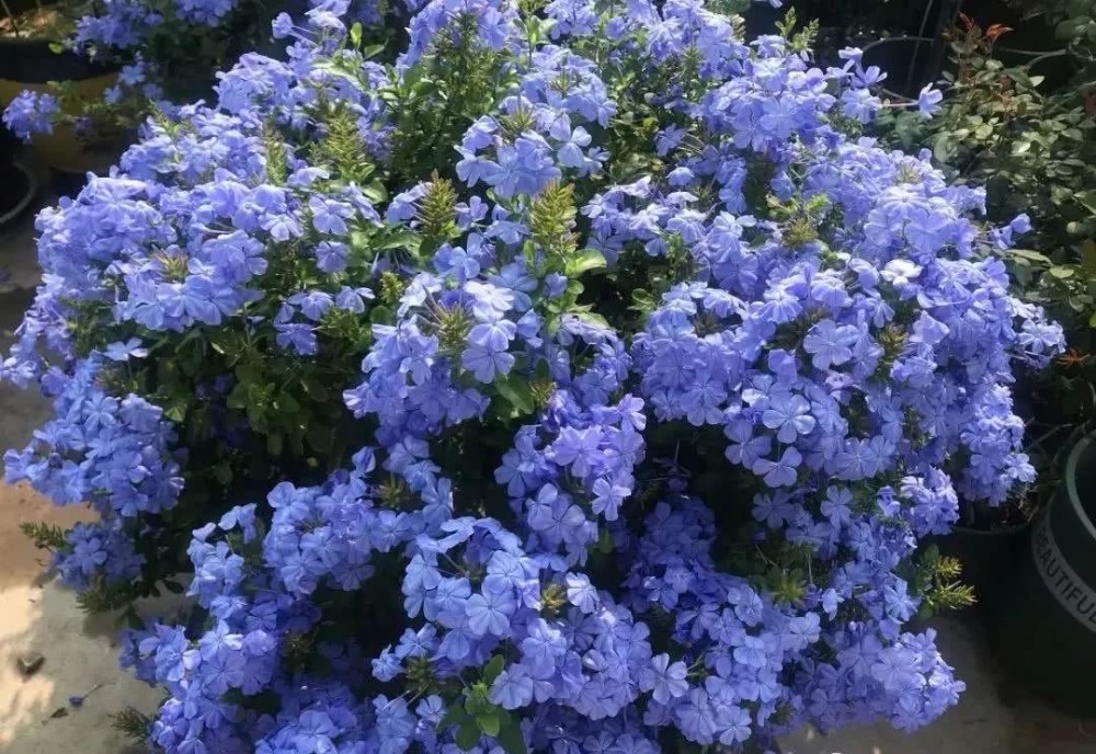 蓝雪花过冬技巧有3个新枝不断萌发来年变成美丽的开花机器