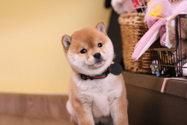 柴犬萌萌的背后原来竟是一流猎犬 日本 柴犬 日本犬保存会 猎犬 日本犬 山阴柴犬