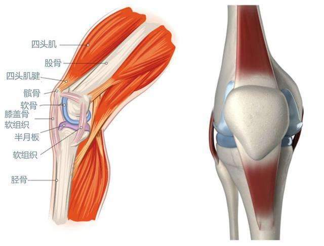 膝盖的结构髌骨软化,是比较通俗的说法