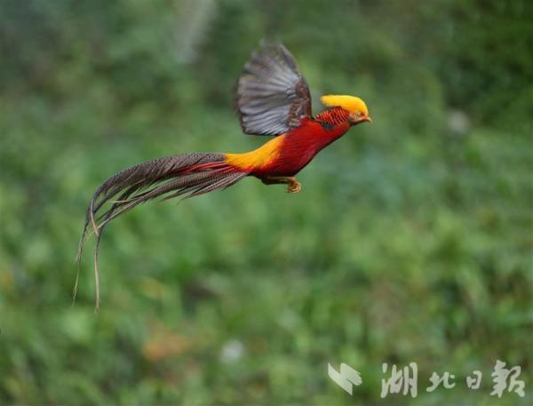 太美了火凤凰现身建始系国家二级保护动物