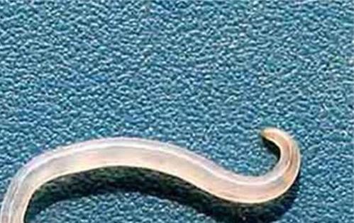 狗驱虫是空腹还是饭后