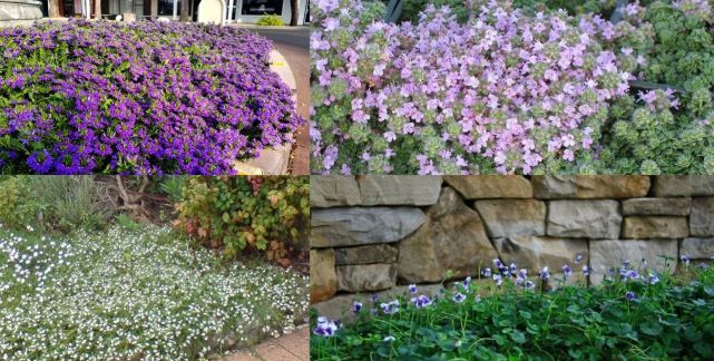 6种匍匐生长的垂盆植物 种石板路边顽强开花 庭院入门覆盖植物 腾讯网