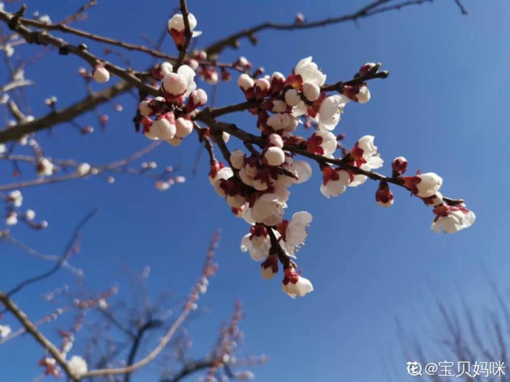 出生在几月份 最旺你的花就是它 腾讯新闻