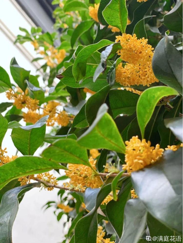 出生在几月份 最旺你的花就是它 腾讯新闻