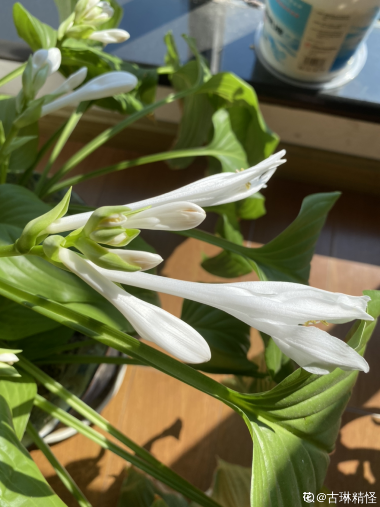 出生在几月份 最旺你的花就是它 腾讯新闻