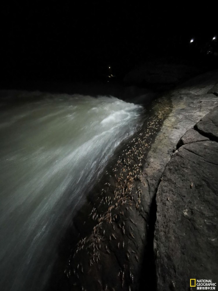 每年雨季乌汶府的淡水虾都会走出小溪开始神秘的夜间游行