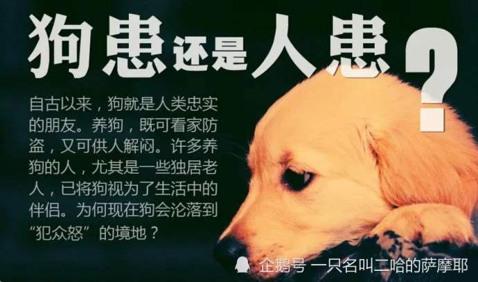 为什么爱狗人士饱受争议已经成为了贬义词因为他们做法太极端