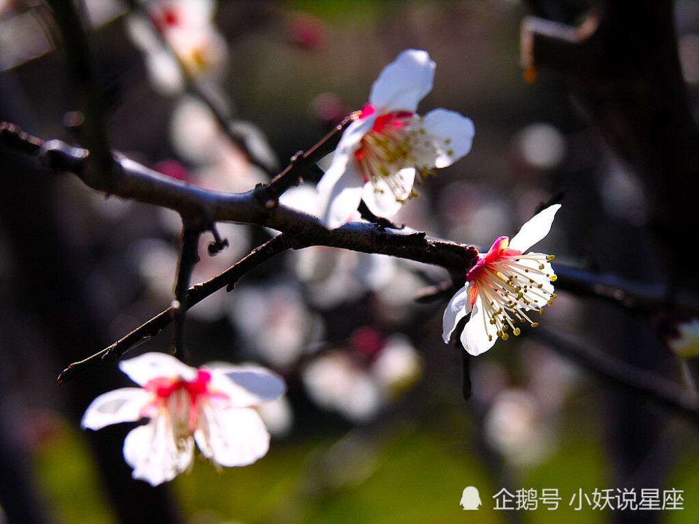 12月4日星座运势 攻守俱佳 水涨船高的四大星座 腾讯新闻