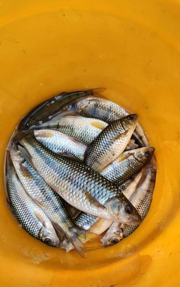 天门山深处,清澈见底的水潭,有许多"斑斓怪鱼"栖息,什么鱼?_腾讯新闻