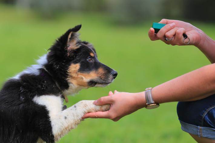 训犬教程狗狗学习新技能的4个步骤