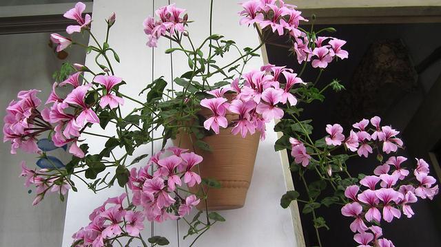 9种能 垂吊 的植物 营造 瀑布 花海 打造 立体 阳台花园 腾讯新闻