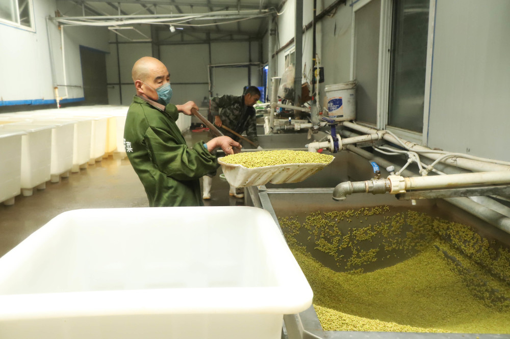 (经济)(4)河南宝丰:工厂化生产豆芽助农增收