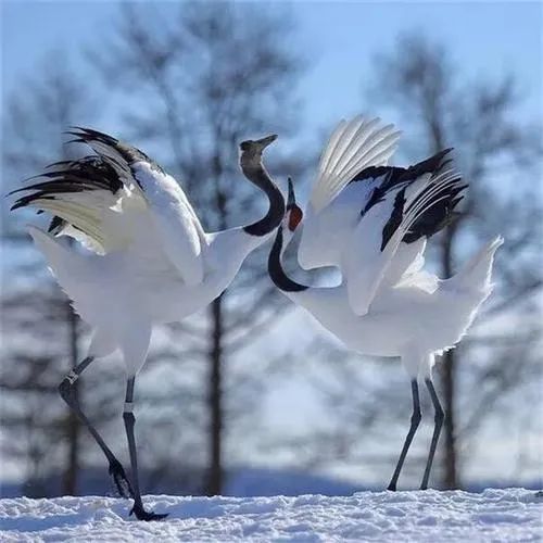 看点丨鹤姿翩跹泾川仙鹤舞会带你步入瑶池仙境