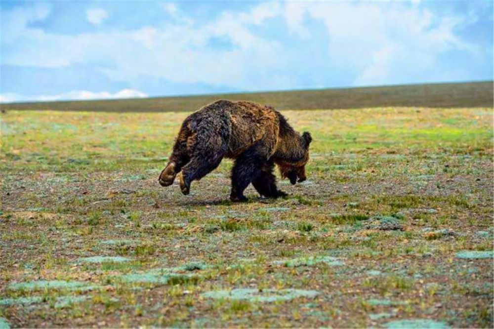 做一名自然生态和野生动物摄影师是怎样一种体验