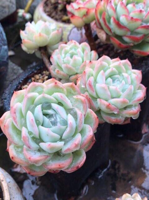 冬天多肉要 旱 养 少浇三种水 颜色漂亮状态好 腾讯新闻