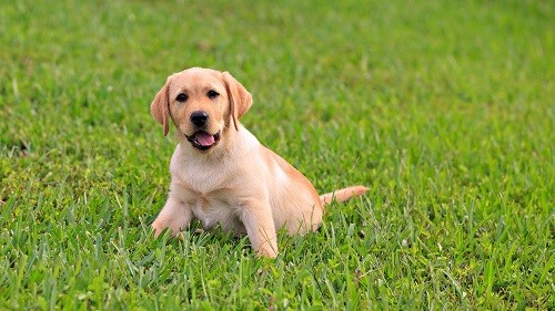 幼犬拉稀白色浆糊 幼犬 驱虫 寄生虫 狗狗