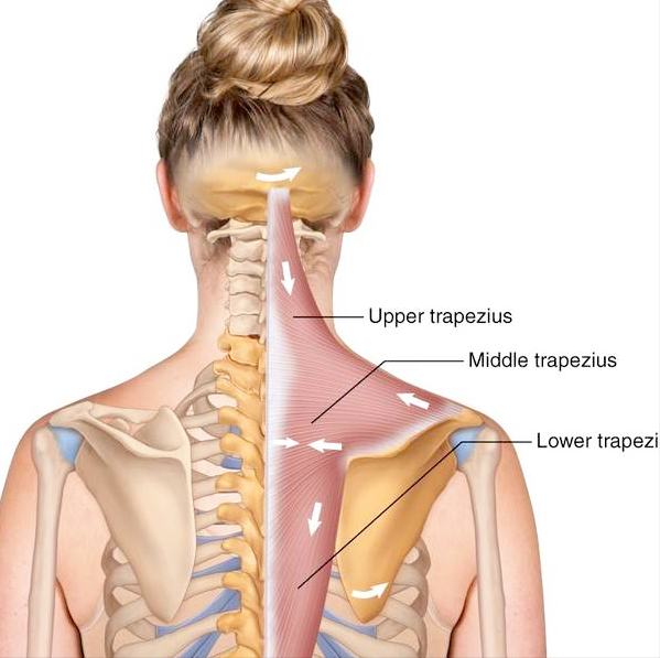 右侧肩胛骨位置图图片